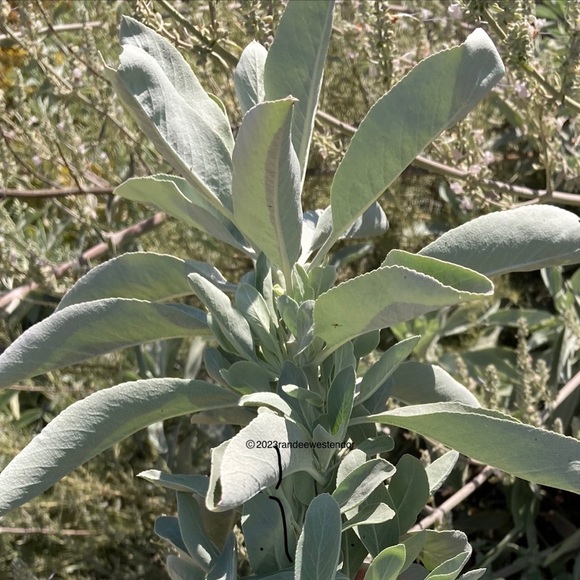 White Sage Stick Organic Dried Floral Hand Crafted Home Decor 8” Sachet New - Picture 4 of 17